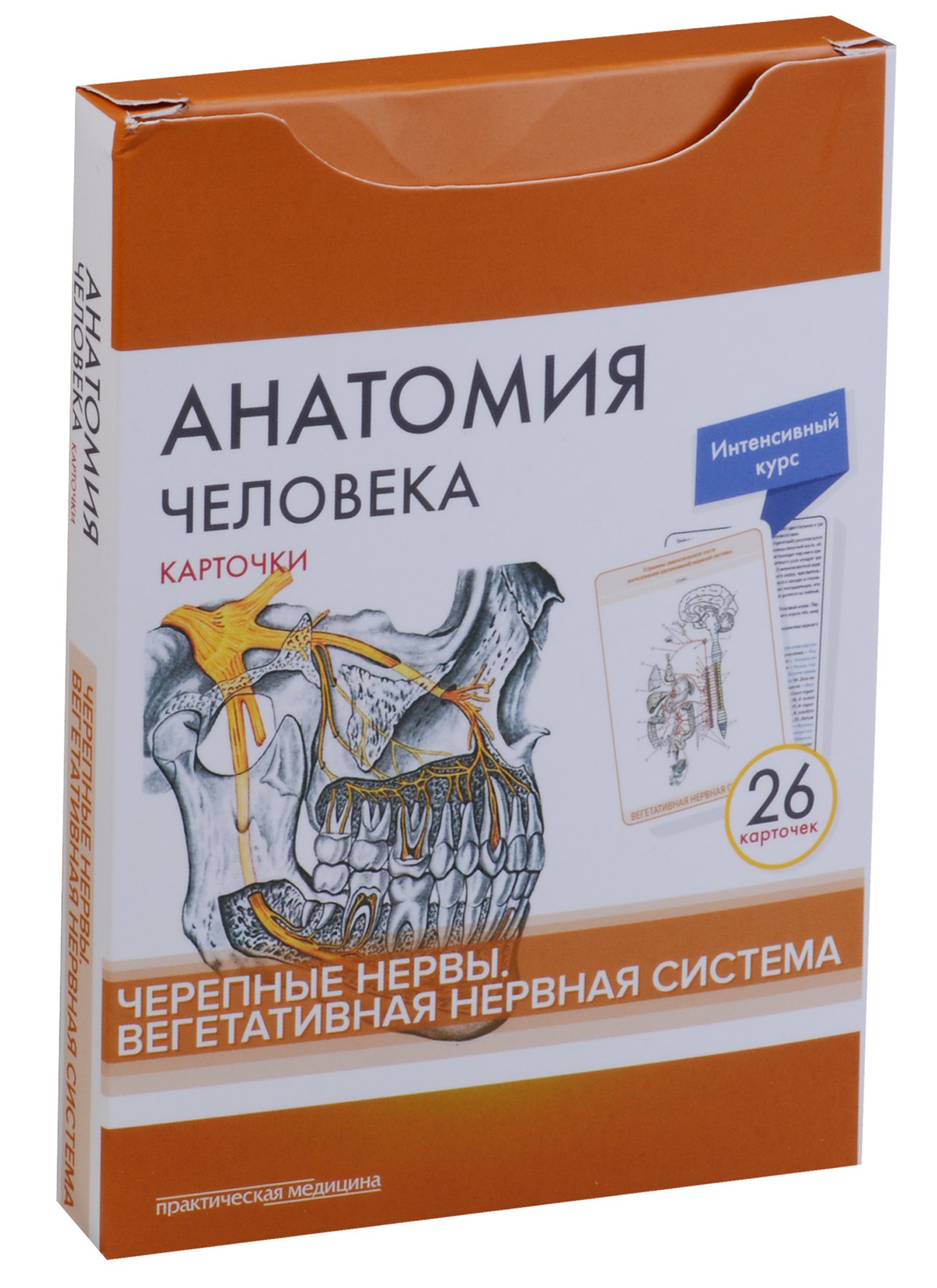 Анатомия человека. Черепные нервы. Вегетативная нервная система (26 карточек)
Анатомия человека. Черепные нервы. Вегетативная нервная система (26 карточек)