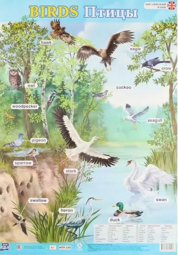 Учебный плакат. Английский язык. Birds. Птицы (Формат А2)