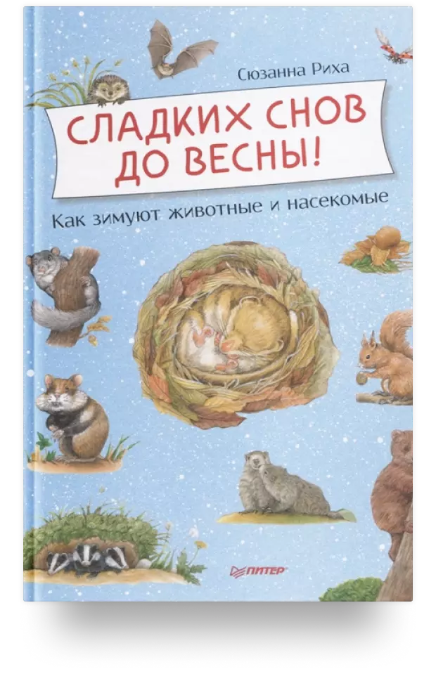 Сладких снов до весны! Как зимуют животные и насекомые