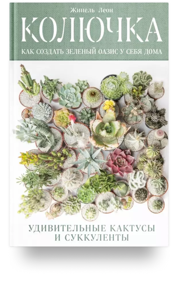Колючка: как создать зелёный оазис у себя дома. Удивительные кактусы и суккуленты