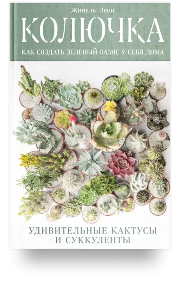 Колючка: как создать зеленый оазис у себя дома. Удивительные кактусы и суккуленты