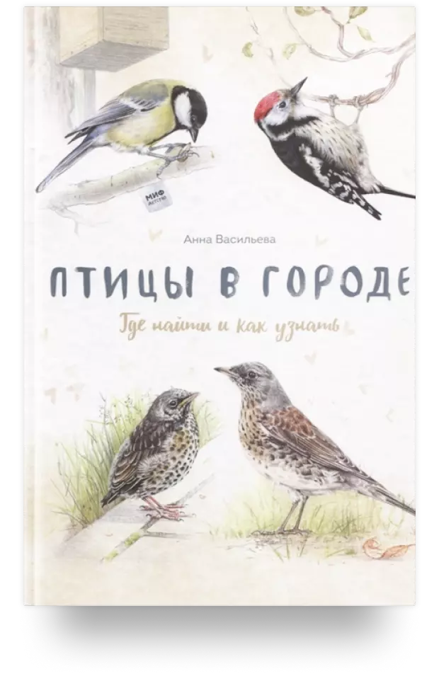 Птицы в городе. Где найти и как узнать