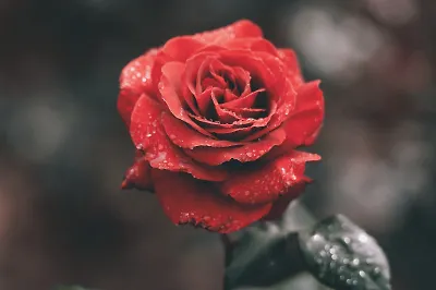 В каком порядке читать цикл «Тёмная башня»