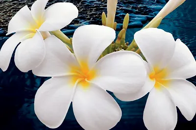 От хюгге до палли-палли