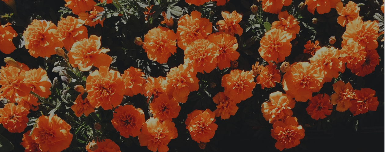 Сентиментальные истории: книги Сары Джио по порядку