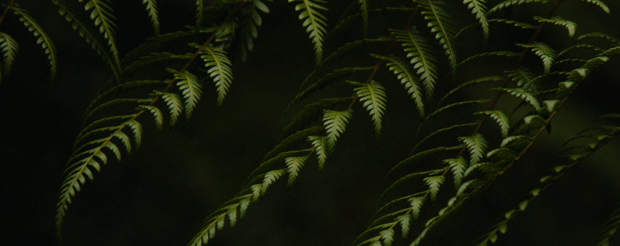 Почему мы люди: причины эволюции