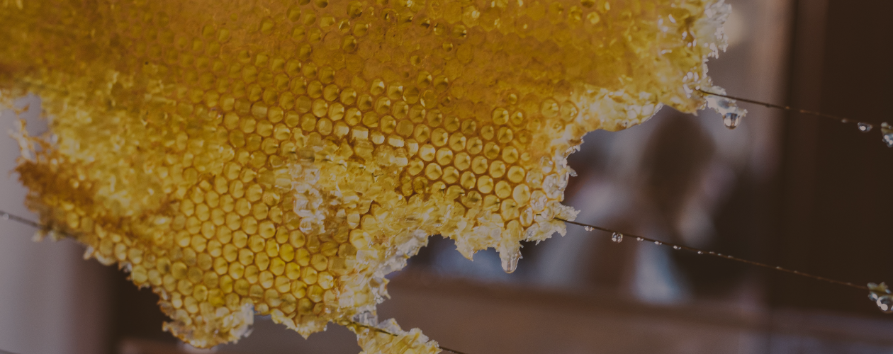 Соты, исцеление, дружба: книга «Тайная жизнь пчёл»