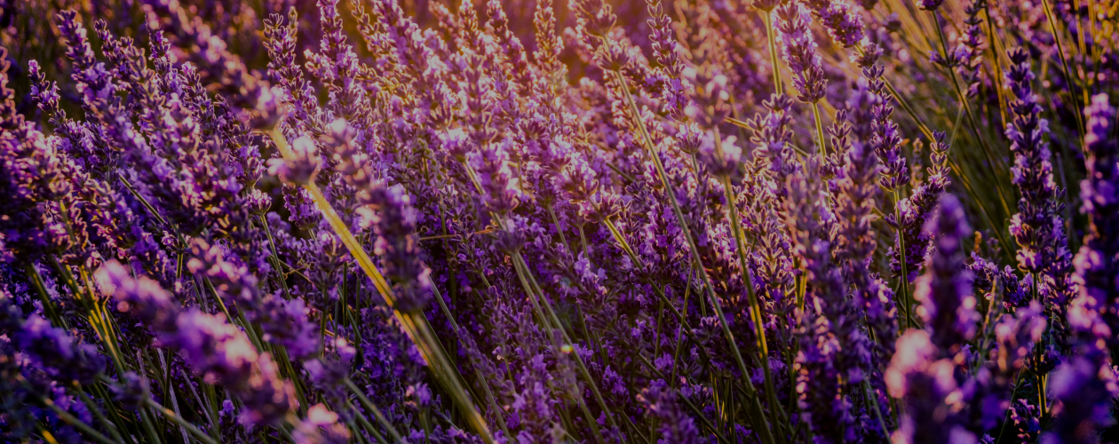 Круассаны, революция, любовь: 8 книг о Франции