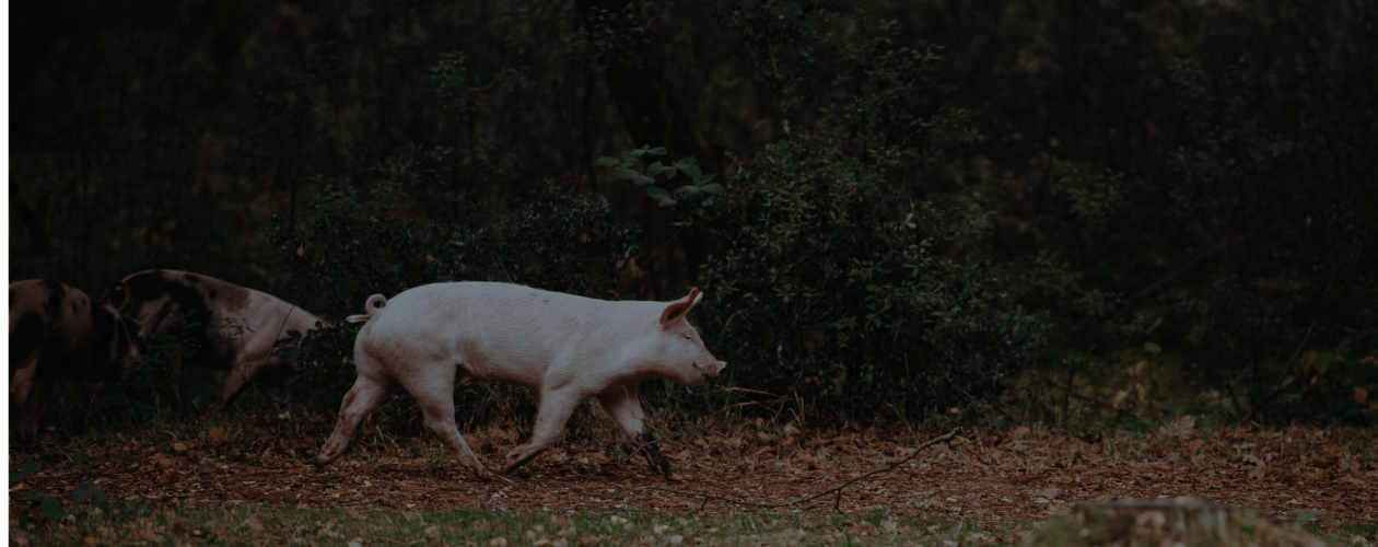 Книжное свинство