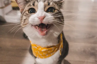 Ушки, лапки, два хвоста: советы кошачьего психолога