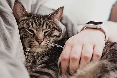 6 книг, которые помогут вам заботиться о своей кошке