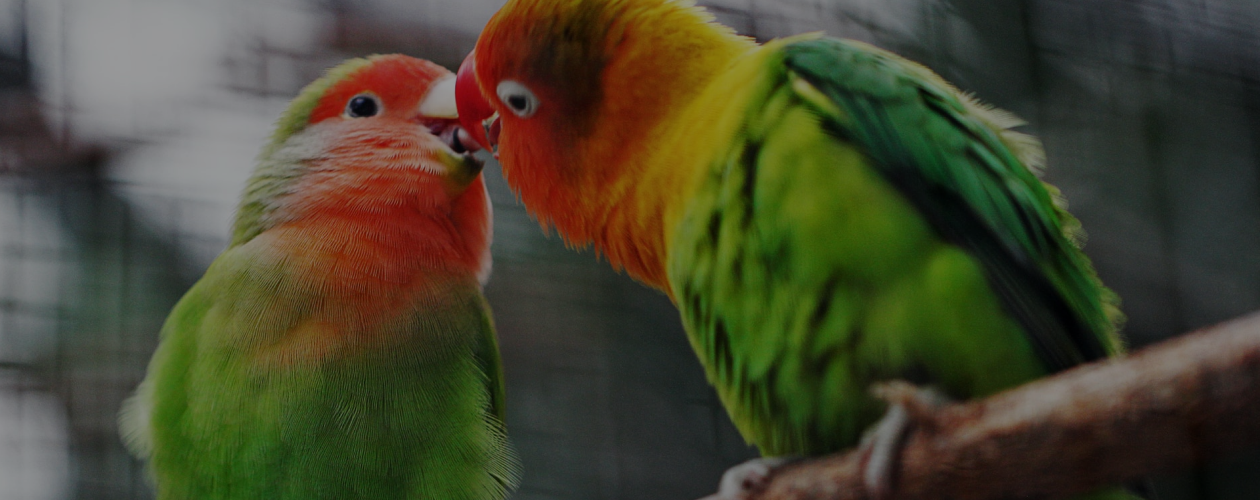 Что почитать, если хочется лёгкости и про любовь