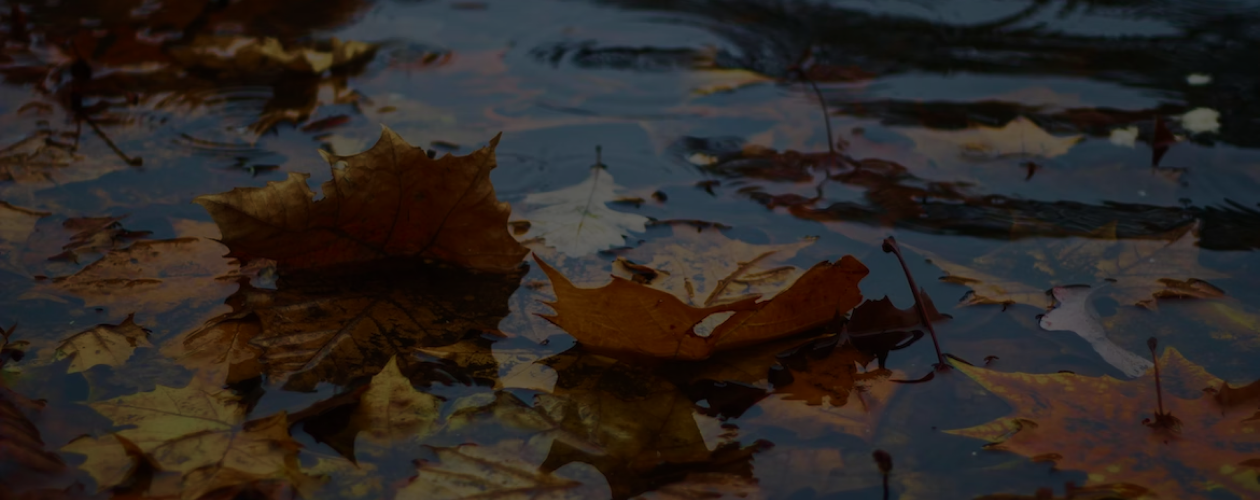 Что почитать, когда за окном дожди: 7 романов под меланхоличное настроение