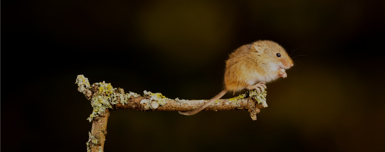 Окошко в детское сердце