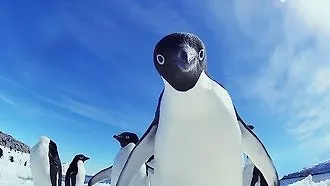Заведи себе пингвина!