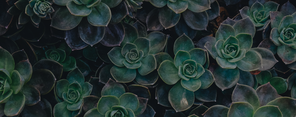 Зачем нужны комнатные растения: 5 причин обустроить зелёный уголок