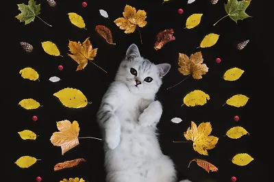 О чём говорят кошки?