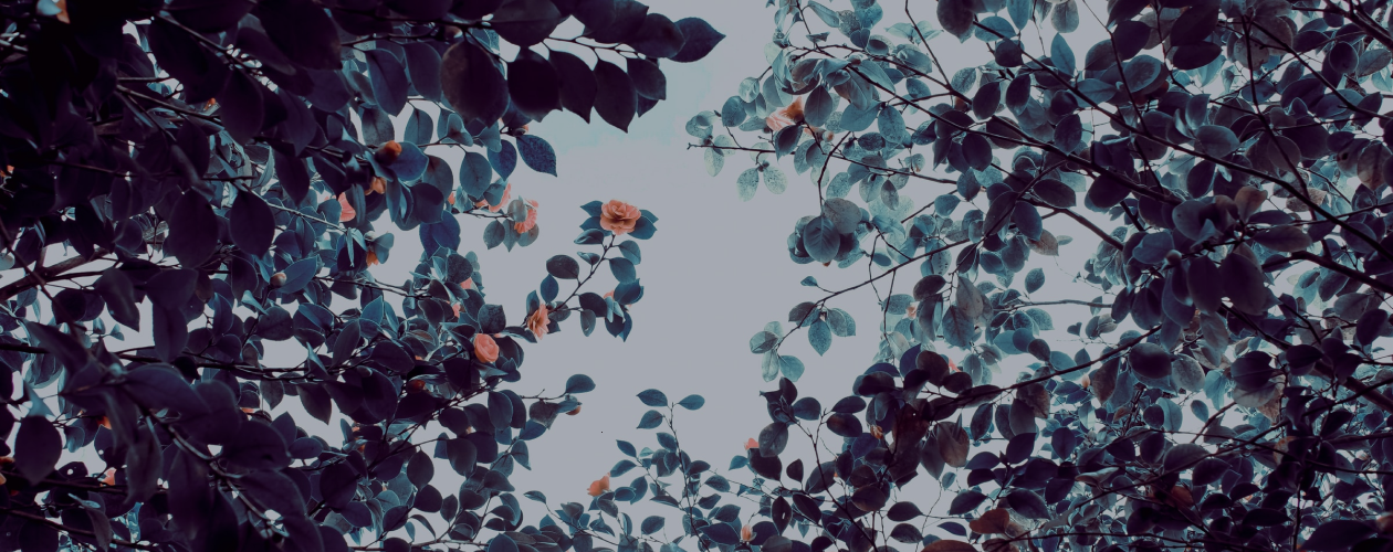 Страшно красиво: книги с иллюстрациями Бенжамена Лакомба