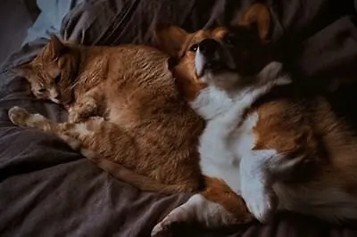 Лапки и хвостики: 7 книг о домашних питомцах