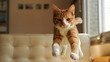 Котики