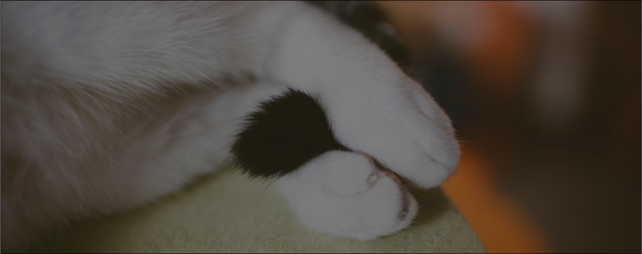 4 чудесные книги о котах