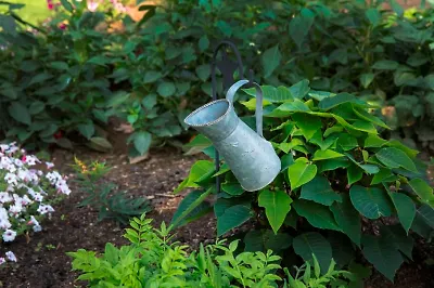 Где растут чудеса