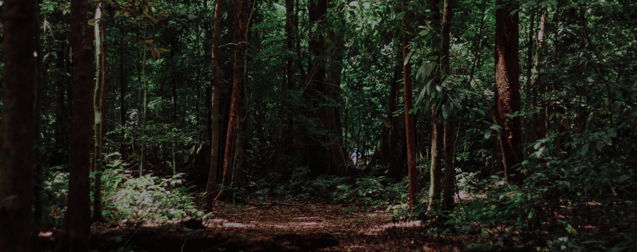 Непроходимые и жуткие: 9 триллеров об исчезновениях в лесу