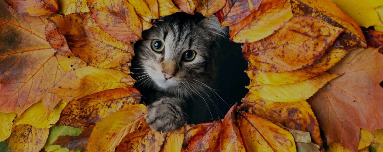 О чём говорят кошки?