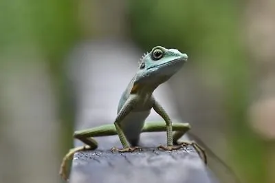 Флора и фауна: отличный биологический нон-фикшн