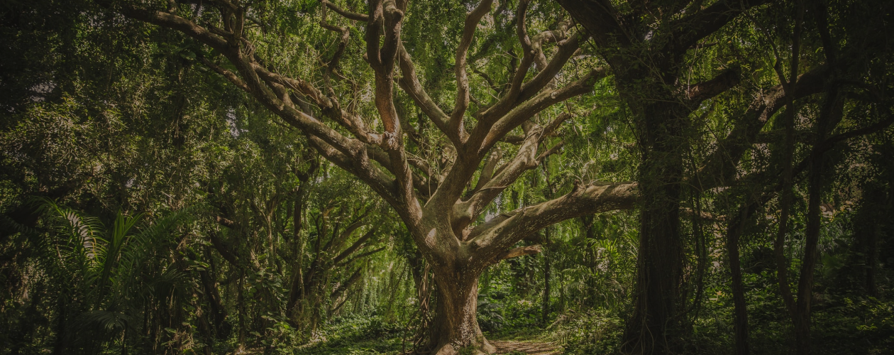 Кто такие фейри