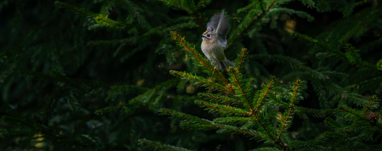 Почему стоит прочитать «Королёк – птичка певчая»?