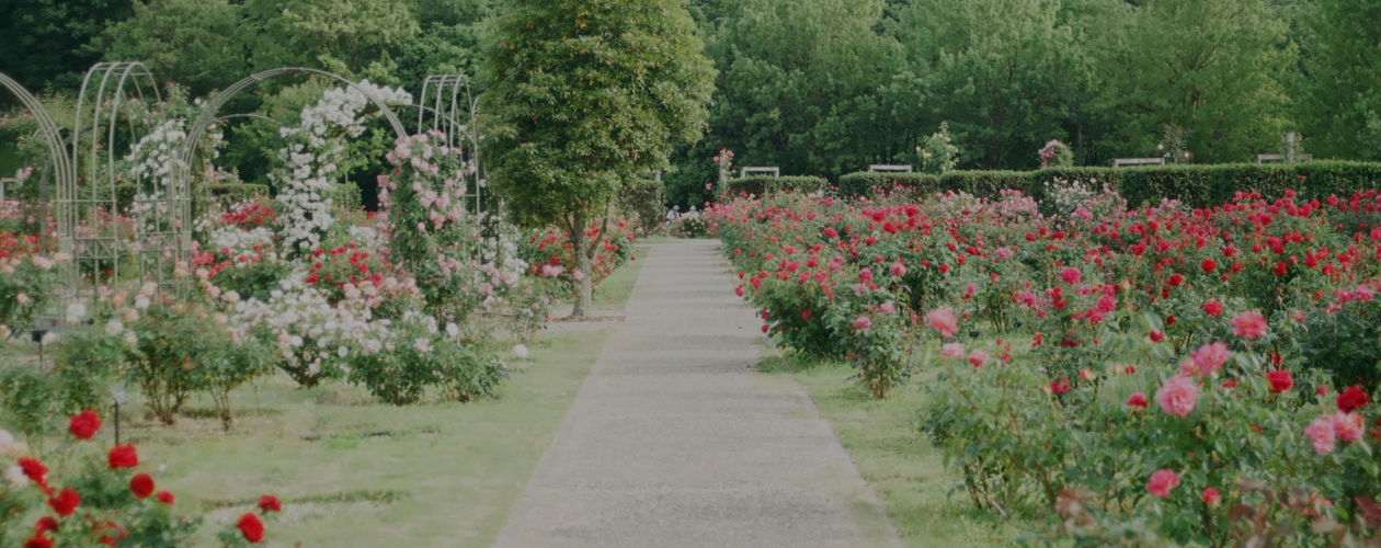 «Решительная принцесса»: интервью с писательницей Холли Вебб