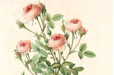 В каком порядке читать «Сагу о Форсайтах»