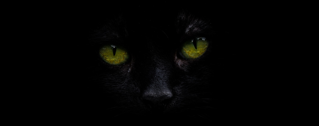 5 фактов о сознании и эволюции из книги «Чеширская улыбка кота Шрёдингера»