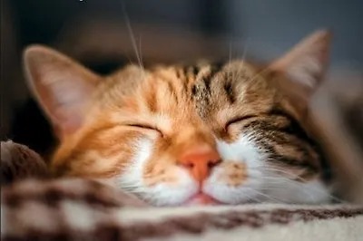 9 добрых книг про домашних животных