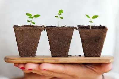 Пусть растут чудеса