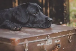 О дружбе людей и животных