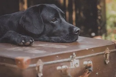 О дружбе людей и животных