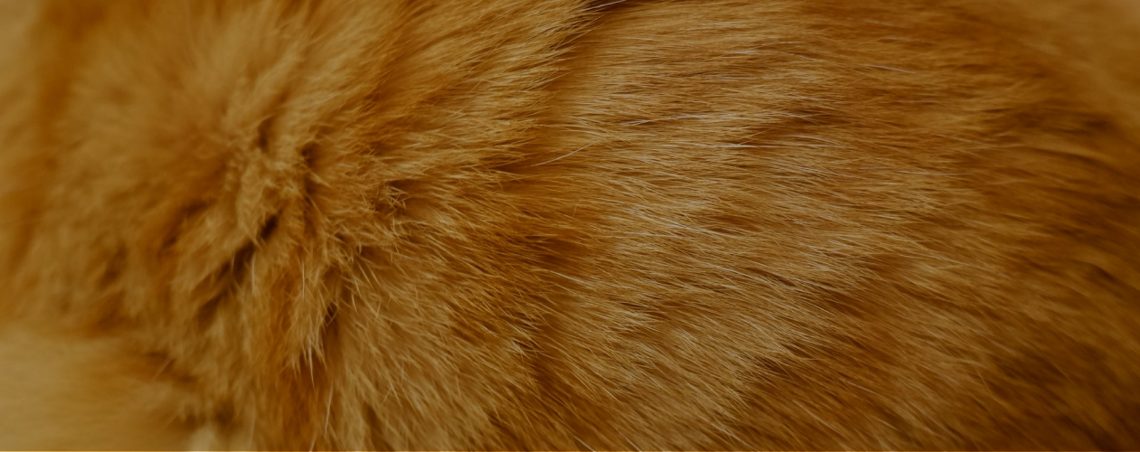 Поющие рыбы и собаки-учителя: 6 книг о животных