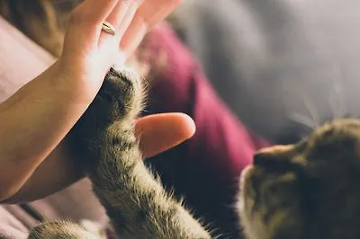 Откройте в себе котика!