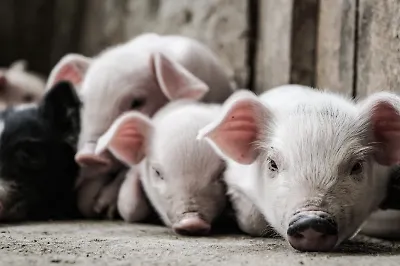 Книжное свинство