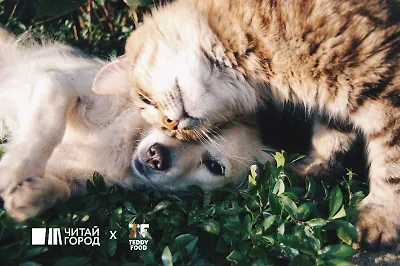 Как помочь бездомным животным: 10 идей для тех, кто всегда занят