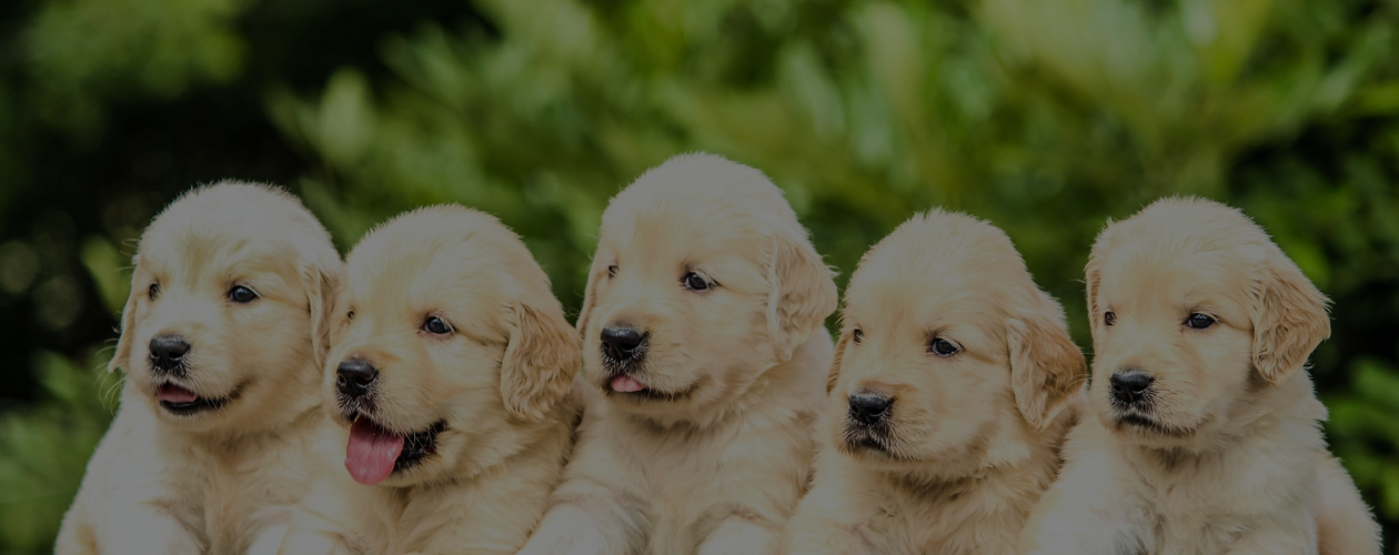 Как определить, что вашему любимцу нужна медицинская помощь?