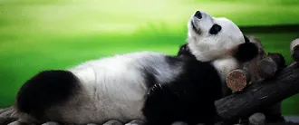 Панда