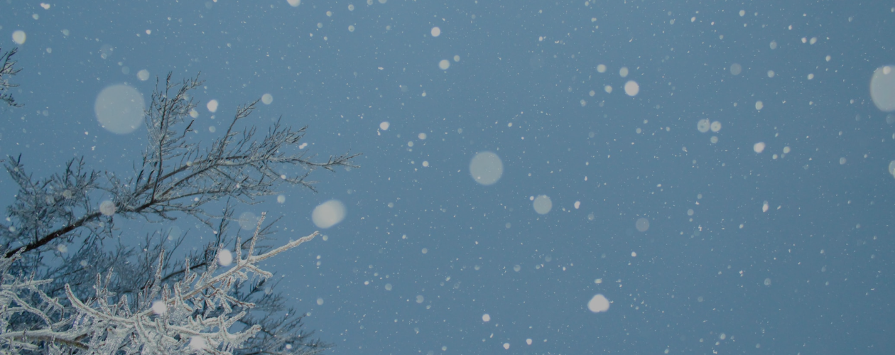 Друзья человека: отрывок из книги «Рождественский ковчег»