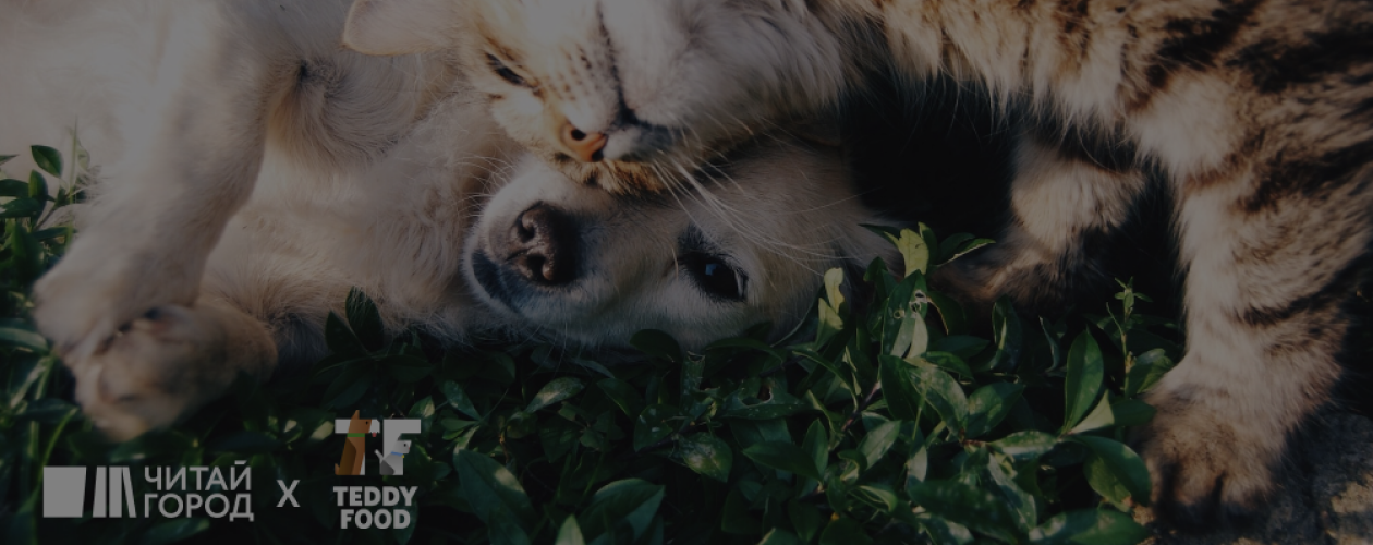 Как помочь бездомным животным: 10 идей для тех, кто всегда занят