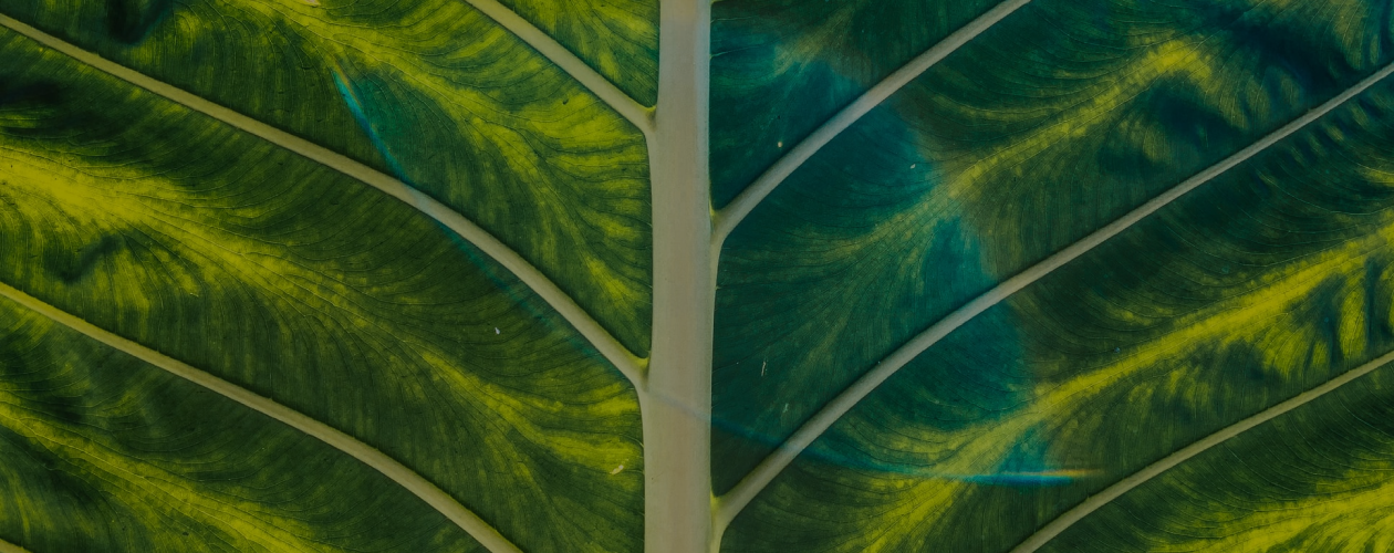 Волшебницы из детства