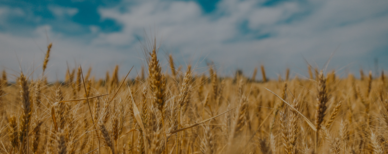 Нужно ли бояться ГМО?