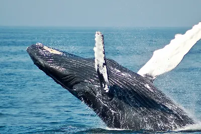 6 книг с необычными фактами о животных