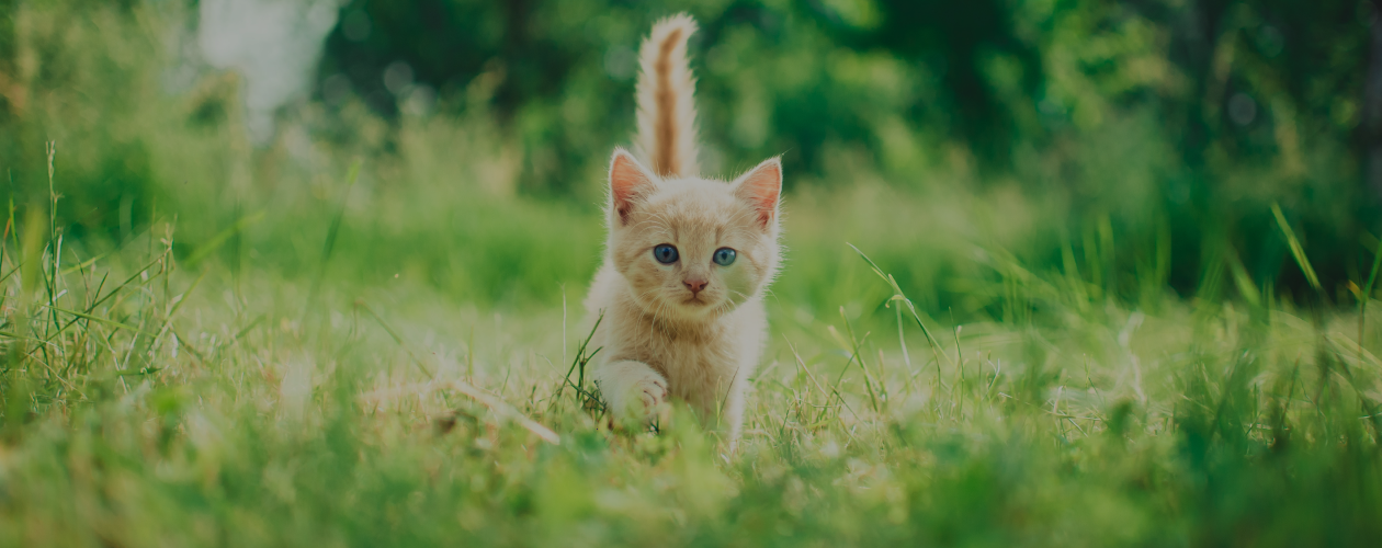 Ушки, лапки, два хвоста: советы кошачьего психолога